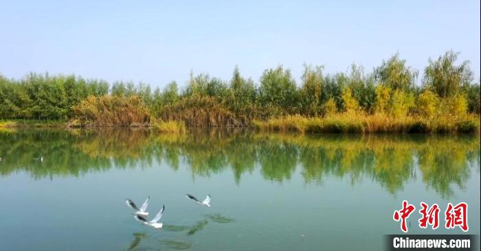 新疆阿克苏国家湿地公园草木萌生 水鸟嬉戏