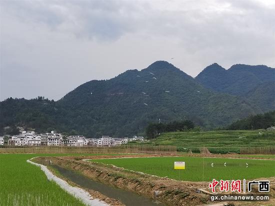 覃莉娱 摄 覃莉娱 摄