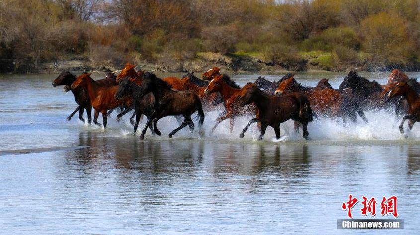 进入五月，新疆昭苏县在特克斯河湿地，每天举行“天马浴河”精彩表演，吸引众多游客前来观看。据悉，昭苏县在湿地公园每天举行两次“天马浴河”节目表演。每次有40匹“天马”参加表演，牧民从山上赶着马匹一路驰骋而下，走近河岸。赶马人一声吆喝，马会立即在岸边停下来，稍微休整二三分钟，然后赶马人又一声号令，马瞬间跳进河流奋蹄奔腾而起，河面上水花飞溅四射，场面壮观奇美。新疆昭苏县享有“中国天马之乡”的美誉，常年存栏各类马匹达10万匹，主要以伊犁马为主，伊犁马外貌俊秀，体格魁伟，抗病力强，深受当地牧民的喜欢。当地牧民都会赶着马群来到这里饮水洗澡、嬉戏奔跑，久而久之，这成为草原上最具观赏性的表演之一。