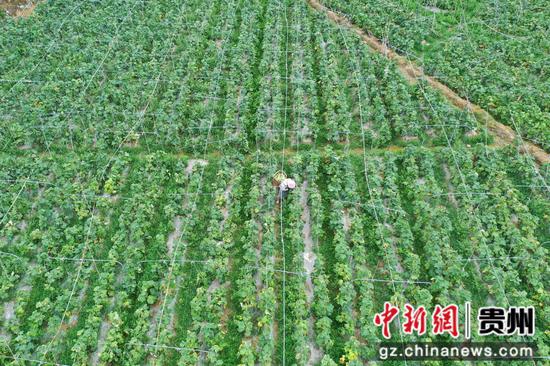 罗甸：科技助力 28万亩早春蔬菜稳产丰收