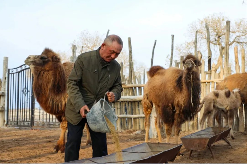 骆驼养殖托起群众“致富梦”