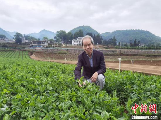 图为来自香港的采购商朱悦忠，在赫章县松林坡乡蔬菜基地查看豌豆苗长势。　周燕玲　摄