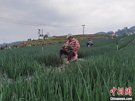图为村民在赫章县松林坡乡蔬菜基地采收香葱。　周燕玲 摄