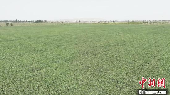 第三师图木舒克市17.6万亩冬小麦预计六月上旬进入采收期。　李芸 摄