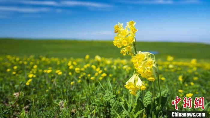 （追着花儿看新疆）新疆吐尔加辽草原：野花开满坡 芳草绿无垠