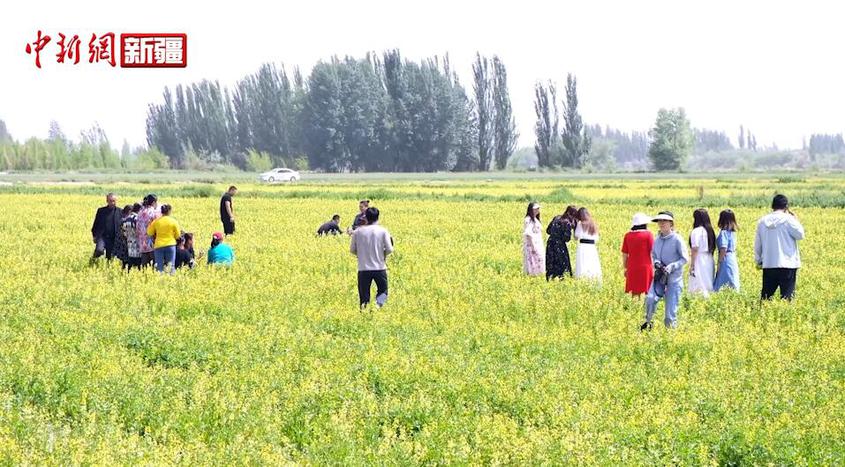 新疆和田市：千畝油菜花開引客來