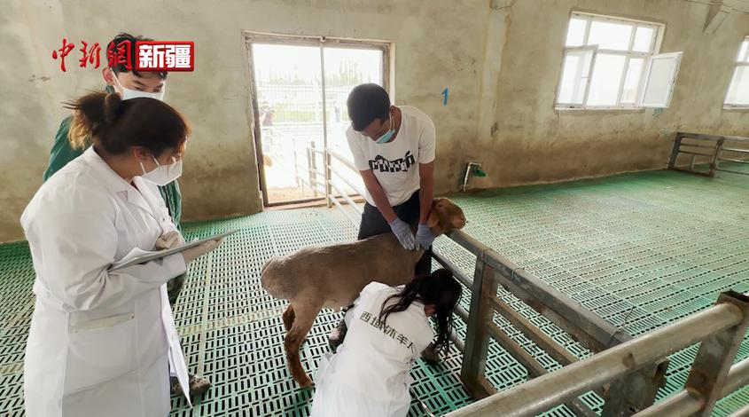 新疆和田：智慧養殖提升多胎紅羊繁育水平