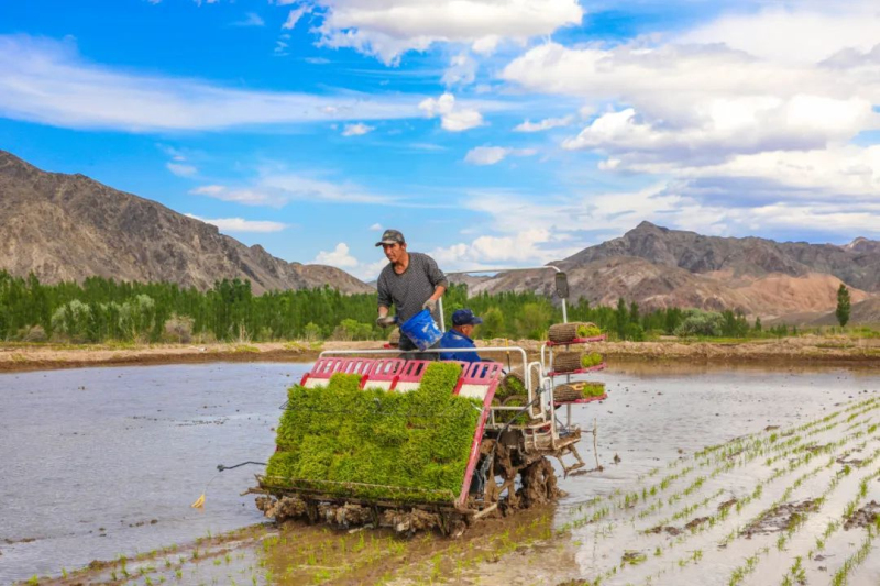 新疆精河縣：千畝水稻插秧正當時