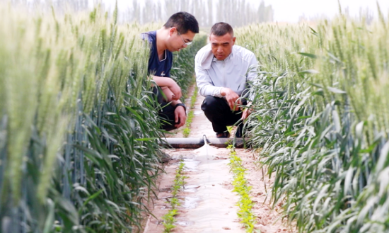 新疆阿克苏市：复合种植农作物长势喜人 丰收在望
