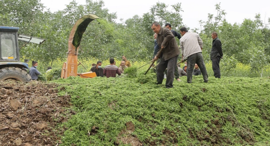 新疆库车：沤制绿肥  助力林果业提质增效