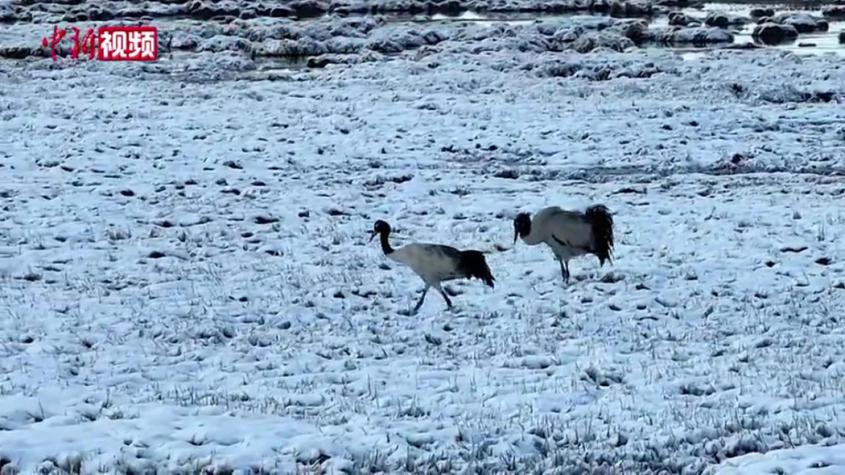 新疆：阿爾金山保護區黑頸鶴迎來繁育期
