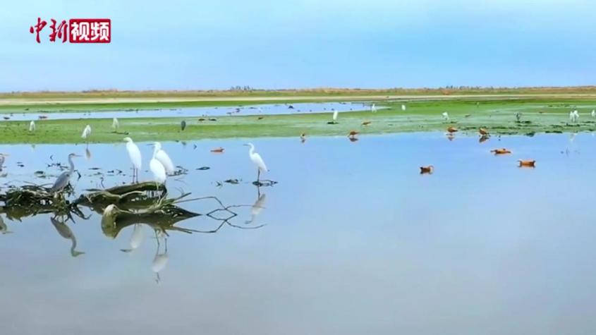 新疆庫車：原生態濕地成候鳥樂園
