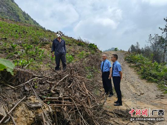 南丹县检察院实地走访查看树苗补植情况。莫佳程 李万波 摄 南丹县检察院实地走访查看树苗补植情况。莫佳程 李万波 摄