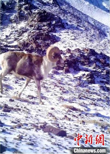 红外相机拍摄到的岩羊。　新疆巴州阿尔金山国家级自然保护区管理局提供