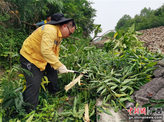 贺州线路车间职工砍伐铁路沿线危树。赵梨平 摄