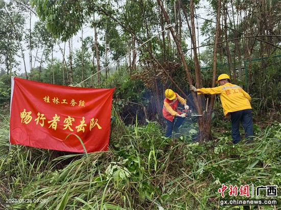 桂林工务段畅行者突击队砍伐危树。张博峰 摄