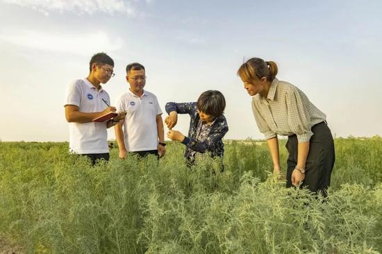 “农排咸水筛选盐生植物及固沙改土应用示范”科研项目组成员在三十三团查看盐地碱蓬生长情况（资料图）。