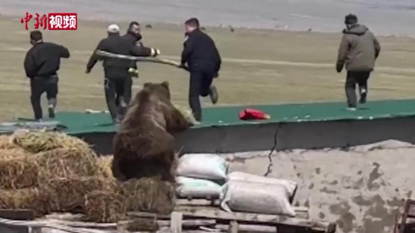 新疆牧民家中上演現實版“熊出沒” 民警緊急救援“請”它回山
