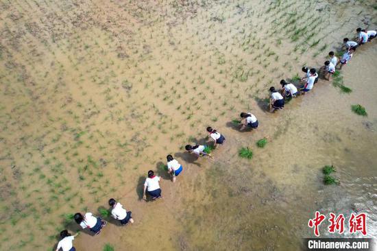 贵州施秉县第四小学学生在校园“开心农场”稻田里栽秧。　磨桂宾 摄