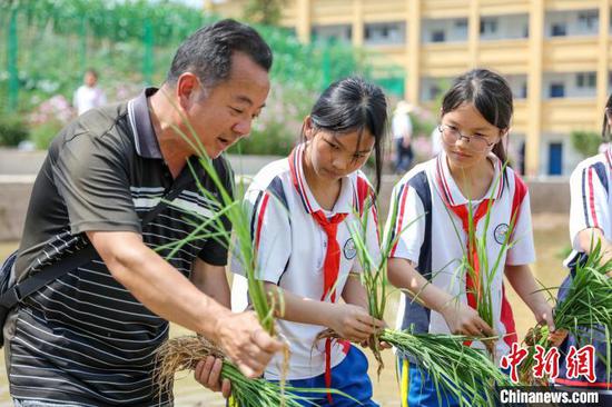 农业专家在贵州施秉县第四小学校园“开心农场”稻田里指导学生栽秧。　磨桂宾 摄