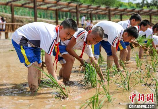 贵州施秉县第四小学学生在校园“开心农场”稻田里栽秧。 磨桂宾 摄 贵州施秉县第四小学学生在校园“开心农场”稻田里栽秧。 磨桂宾 摄