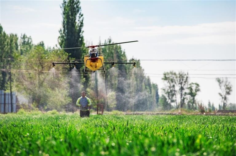 5月17日，玛纳斯县乐土驿镇乐源合作社技术人员利用无人机为冬小麦打药。　　 何龙 摄

