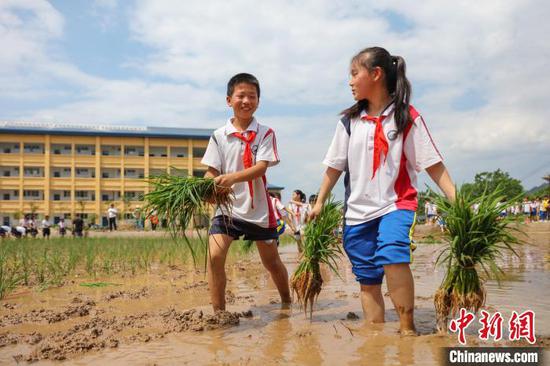 贵州施秉县第四小学学生在校园“开心农场”稻田里搬运秧苗。　磨桂宾 摄