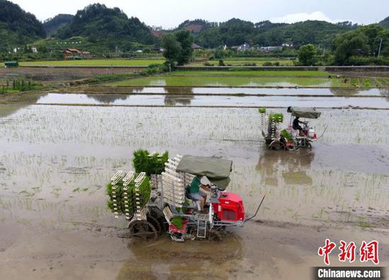 在贵州贵定县盘江镇金海坝区，农机手驾驶移栽机在移栽水稻秧苗。　李森 摄