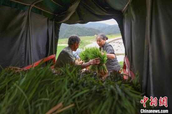 村民从农用车上搬运水稻秧苗。　磨桂宾 摄