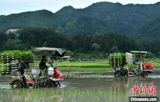 在贵州贵定县盘江镇金海坝区，农机手驾驶移栽机在移栽水稻秧苗。　李森 摄