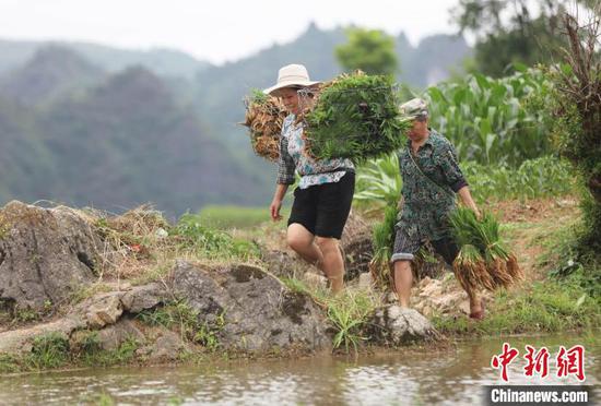 村民在挑运水稻秧苗。　磨桂宾 摄