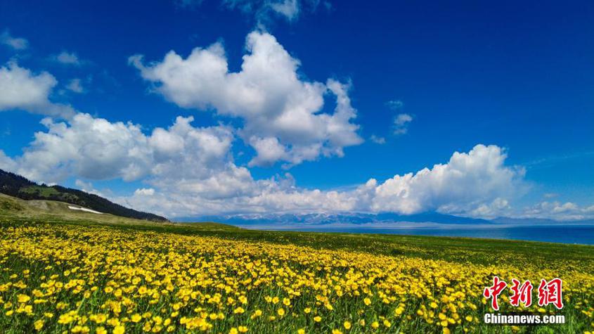 新疆賽里木湖花季到來 花開似錦遠山如黛