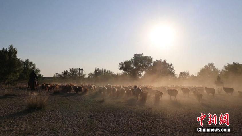 新疆布爾津：數十萬頭牲畜開啟夏牧場之旅