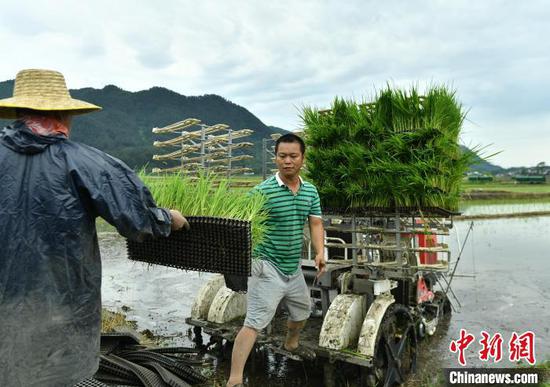 在贵州贵定县盘江镇金海坝区，农机手在给插秧机补给秧苗。　李森 摄