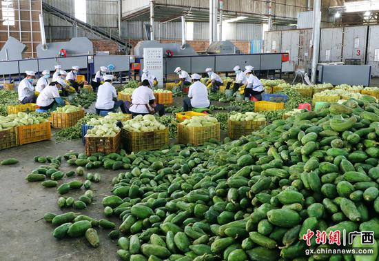 木瓜加工厂 梁杰 摄 木瓜加工厂 梁杰 摄