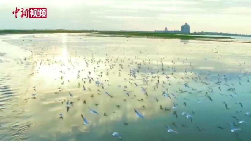實拍新疆青格達湖自然保護區：年過鳥量25萬余只