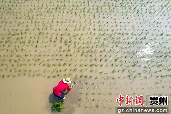 2023年6月4日，村民在贵州省黔西市洪水镇水稻种植示范区大田里插秧（无人机照片）。