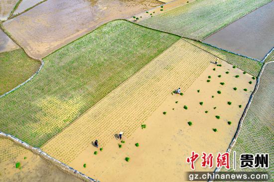 2023年6月4日，村民在贵州省黔西市洪水镇水稻种植示范区大田里插秧（无人机照片）。