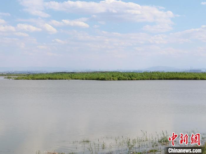 實拍初夏新疆青格達湖自然保護區濕地風光
