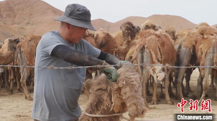 1.4万峰骆驼迎来了它们的夏日“时装秀”，牧民忙着修剪驼毛、采制驼绒。　刘一增　摄