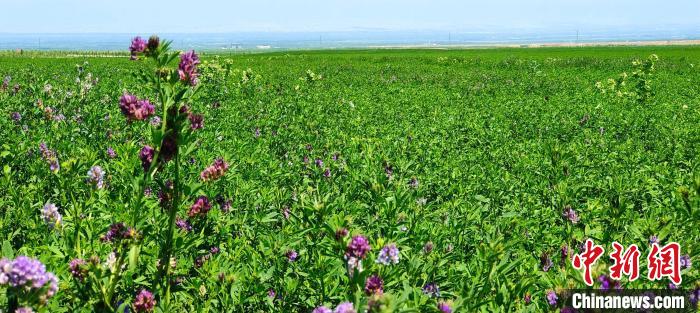 紫花苜蓿是一种根系发达，再生能力强的多年生豆科植物。　华岩明　摄