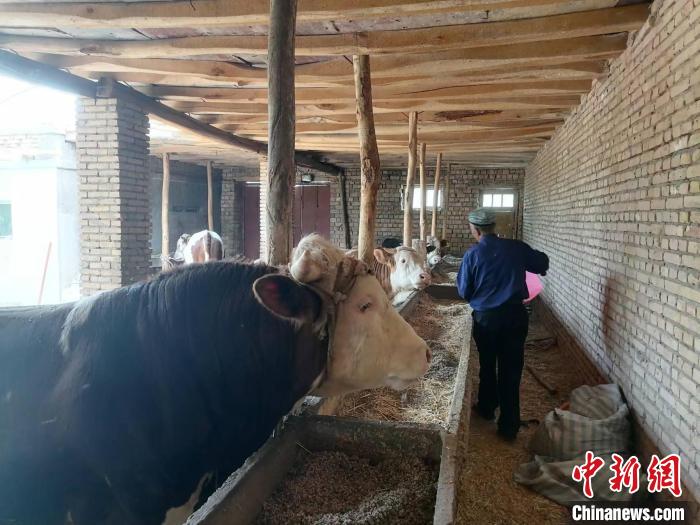南疆农民具有家庭养殖的传统，因地制宜，哈番拉村确定牛羊养殖为主导产业，户均10只羊，2头牛。　朱景朝　摄