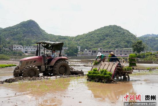 图为卫城镇犀牛村水稻种植现场。代胜强 摄