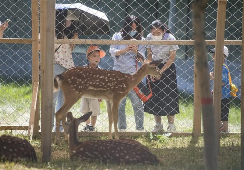 　　游客在鹿园与小鹿互动。

