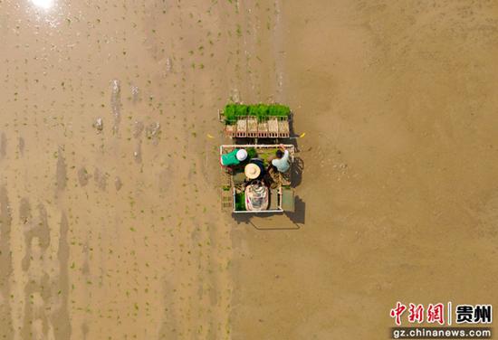 图为卫城镇犀牛村水稻种植现场。代胜强 摄