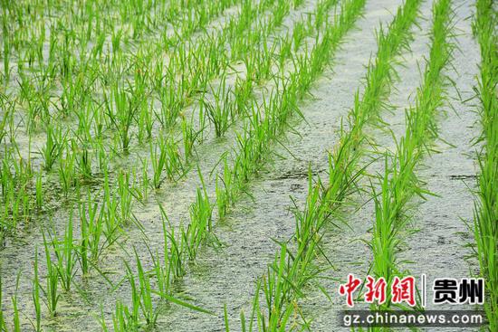 稻田里的秧苗随风摇曳，形成一波波“绿浪”