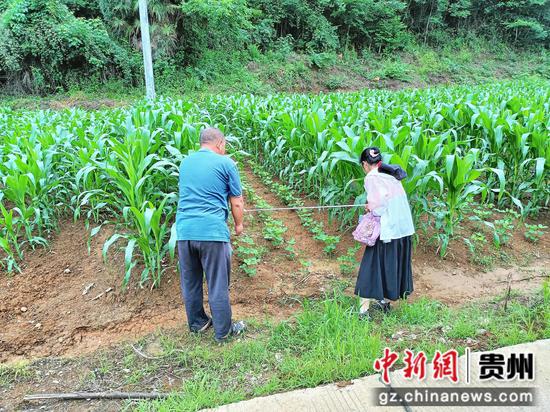 当地农业服务中心工作员在田间开展大豆套种玉米成效验收
