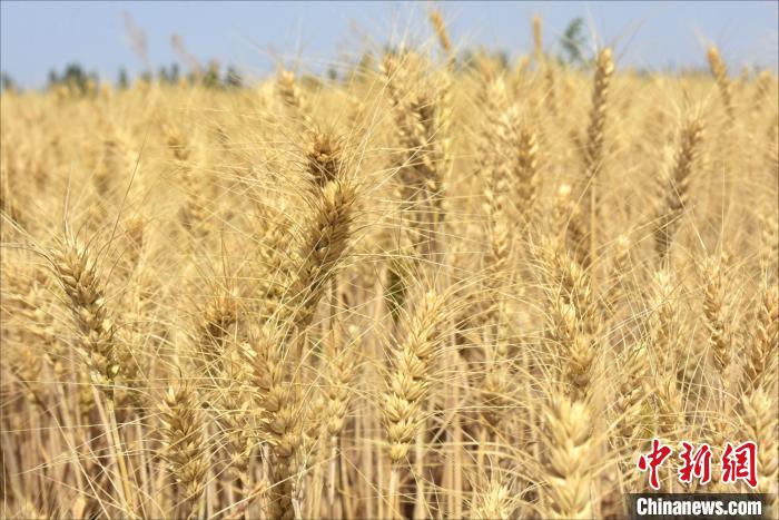 新疆喀什地区岳普湖县21.59万亩冬小麦迎来收获期。　吾布力卡斯木　摄
