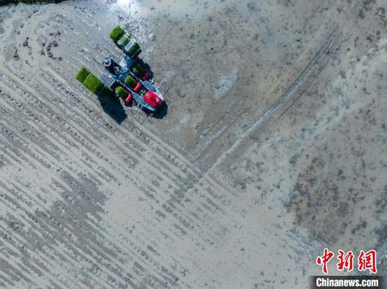6月9日，在贵州务川仡佬族苗族自治县，农机手驾驶插秧机移栽水稻。　唐哲 摄