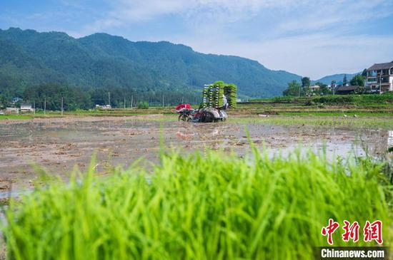 6月9日，在贵州务川仡佬族苗族自治县，农户驾驶插秧机移栽水稻。　唐哲　摄